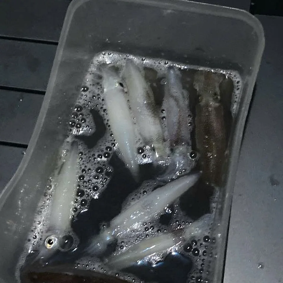 나트랑 오징어 낚시 투어에서 갓 잡은 오징어가 가득 담긴 통 — 선상 실사